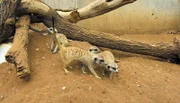 Die Erdmännchen müssen heute von Parasiten befreit werden.