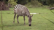 Zebrastute Hanni aus dem Opel Zoo Kronberg sollte längst ihre Fohlen geworfen haben.