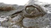 Siam-Krokodile Mutter mit Baby.