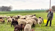 Die Schafherde hat Zuwachs: einige Osterlämmer wurden geboren.