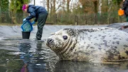 A photo of a seal in water looking at the camera while an intern cleans in the background.