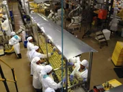 Canning of grapefruit production line.