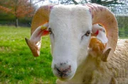 Das Wiltshire Horn, eine der ältesten britischen Schafrassen, muss nicht geschoren werden, da diese Schafe im Frühjahr ihre Wolle abstoßen.