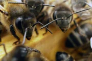 Die Kanarische Schwarzbiene auf Teneriffa leidet unter dem Klimawandel