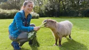 Auf der Südamerika-Anlage im Tierpark Hellabrunn leben unterschiedliche Tierarten zusammen, die sich in freier Natur aus dem Weg gehen würden. Dazu gehört auch Wasserschwein-Dame Tracy. Diese Haltungsform nennt man Vergesellschaftung.