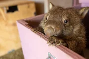 A wombat peaking out of it's box.