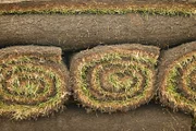 Turf GrassCloseup of turf