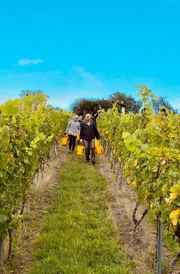Weinberg in Höhnstedt