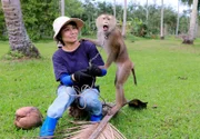 Am "Monkey Training College" in Südthailand: Geduldig bringt die Trainerin Somjai ihren Zöglingen bei, wie man Kokosnüsse erntet.