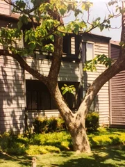 Ein Baum vor dem Haus