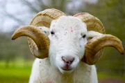 Roger, der Wiltshire-Horn-Bock