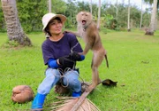 NDR Fernsehen MARETV, "Thailand", am Donnerstag (02.02.12) um 21:00 Uhr. Am "Monkey Training College" in Südthailand: Geduldig bringt die Trainerin Somjai ihren Zöglingen bei, wie man Kokosnüsse erntet.
