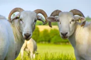 Wenn es warm wird, verlassen die Wiltshire Horn Schafe den Stall, um über die Wiese zu tollen.