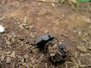 mistkäfer, mist, dung kugel, südafrika, drakensburg mountains, drakensburgs, tierwelt, insekt, käfer , kostenlose fotos, kostenlose bilder