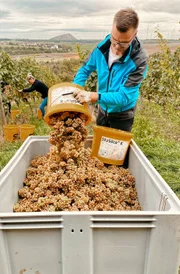 Weinernte im Mansfelder Land
