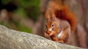 Rotes Europäisches Eichhörnchen.
