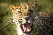 Leoparden sind keine ausdauernden Läufer. Sie sind Meister des Anschleichens und Lauerns.
