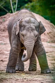 Elefantenkind Anjan. Elefantenkind Anjan.