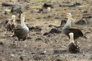 Mit einem aufwendigen Balztanz suchen Albatrosse einen Partner fürs Leben.