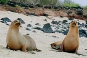 Über Millionen von Jahren entwickelte sich auf den Galapagos-Inseln, weitab vom Festland, eine spektakuläre Fauna mit endemischen Arten, wie den Galapagos-Seelöwen.