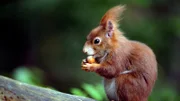 Europäisches Eichhörnchen.
