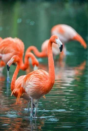 Flamingo Chacha.
