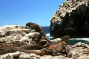 Die weltberühmten Galapagos-Meerechsen kommen endemisch auf dem gleichnamigen Archipel vor.