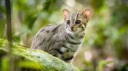 Dieser kleine “Killer“ gehört zu den kleinsten Wildkatzen der Erde. Sie ist so klein, dass ihr Insekten, Mäuse und Amphibien als Nahrung reichen.