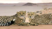 Top Athleten der Tierwelt: Geparde sprinten schneller, bremsen stärker und reagieren spontaner als jedes Landsäugetier der Erde. Ihre einzigartige Beweglichkeit trägt zu ihrem “Killer-Image“ bei.