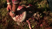 Andrew cuts off the entrails of the white-tailed deer