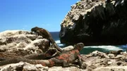 Berühmt sind die Galapagos-Inseln auch durch ihre Meerechsen.