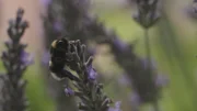 Hummeln sind Wildbienen und werden von Insektenforschern gern für Intelligenztests herangezogen.