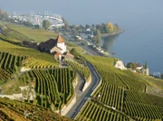 Die Weinterrassen am Genfer See.