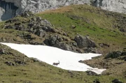 Um das Überleben des Alpensteinbocks in der Schweiz sicherzustellen, organisierte der Hotelier und Tierfreund Robert Mader eine Entführung.