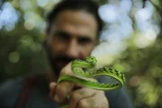 Hazen hält eine asiatische Weinbergschlange (grüne Morphe)