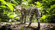 Meister der Tarnung: Dank ihrer gefleckten Fellzeichnung sind Ozelote im Wald kaum zu entdecken.