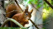 Rotes Europäisches Eichhörnchen mit den typischen Ohrbüscheln.