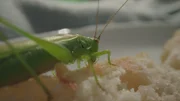 Wie Bienen haben Grashüpfer ein Strickleiternervensystem. Ob sie genauso intelligent sind wie sie, wurde noch nicht erforscht.