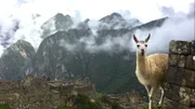 Machu Picchu Llama view