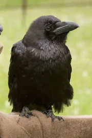 Rüdiger Rabe beobachtet Keks ganz genau. Ob er die abgeschlossene Wette gewinnt?