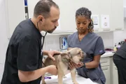 Dr. Lavigne and vet tech assistant doing additional testing on Baxter