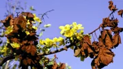 Kapok-Baum in Blüte ( Cochlosperum fraseri). Die gelben Blüten leuchten weit in der sonst trockenen Dürre des Gurrung.