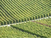 Weinberge im Lavaux.