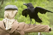 Rüdiger Rabe hat keine Angst vor einer Vogelscheuche. Ăśbrigens ist er auch das klügste und schlauste Tier aller Zeiten. Ob das stimmt? Keks möchte es harausfinden.