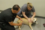Dr. LaVigne checking on Lucy the Pitbull’s leg while Becky, the Vet Tech Assistant coddles Lucy the Pitbull.