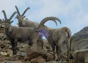 Unsere wilde Schweiz Das Oberengadin Staffel 1, Episode 1 Oberengadin