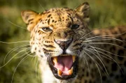 Dieser kleine “Killer“ gehört zu den kleinsten Wildkatzen der Erde. Sie ist so klein, dass ihr Insekten, Mäuse und Amphibien als Nahrung reichen.; Top Athleten der Tierwelt: Geparde sprinten schneller, bremsen stärker und reagieren spontaner als jedes Landsäugetier der Erde. Ihre einzigartige Beweglichkeit trägt zu ihrem “Killer-Image“ bei.; Pumas sind aufgrund ihrer außerordentlichen Anpassungsfähigkeit die am weitesten verbreiteten Säugetiere Amerikas. Eine ihrer ungewöhnlichsten Beutetiere sind – Pinguine.; Leoparden sind keine ausdauernden Läufer. Sie sind Meister des Anschleichens und Lauerns.