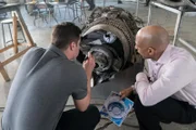 REENACTMENT - Eric Blankenstein (gespielt von Olivier Lamarche) zeigt dem Ermittler aus Papua-Neuguinea (gespielt von Andrew Hinkson) Beweise dafür, dass das linke Triebwerk von Flug 1600 der Fluggesellschaft PNG im Sinkflug auf Madang, Papua-Neuguinea, überdreht war.