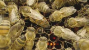 Der Kern eines Bienenstockes sind die Brutwaben. Die Königin legt täglich bis zu 2000 Eier.