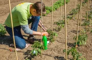 Tomaten im Freiland.